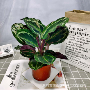 ������ֱ�N���^�~ֲ���҃�С�����̨���ܾGֲ �ʺ�����