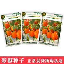 鳳鳴雅世 京彩橙星2號彩椒種子5克 四季農家蔬菜種子菜種籽批發
