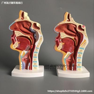 头部解剖模型 口鼻咽喉内侧面血管神经模型 人体鼻腔口腔咽喉解剖|ru