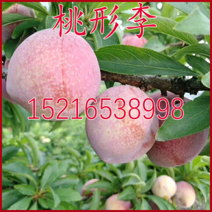 桃形李树苗 嫁接李苗 桃形李子苗 桃形李子树苗 南北方种植果树苗阿里巴巴