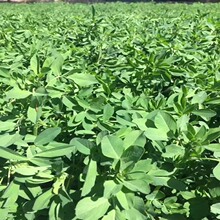 ݷNӺײKݷNѾϻޣߵݷN