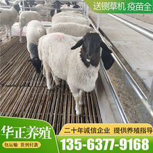 杜泊綿羊羊羔 杜泊綿羊羔羊價格 杜泊綿羊養殖區 杜泊羊養殖場