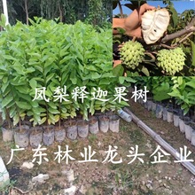 台湾嫁接凤梨释迦果树蜜释迦果树佛头陀果树林檎果树南北种植盆栽