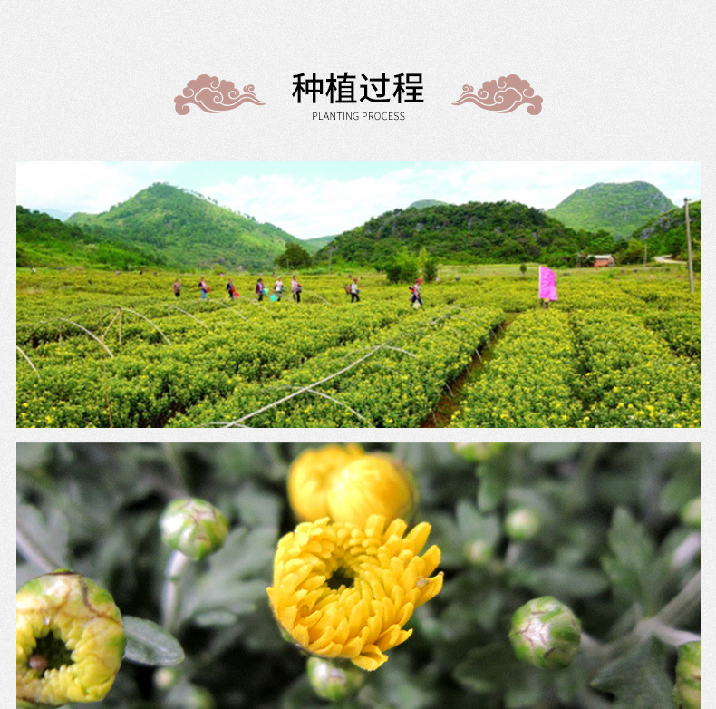 Tai Ju Chrysanthemum Buds 胎菊 Wholesale Herbal Tea First Harvest Flower Buds 500g Loose Dried Chrysanthemum Tea preparation