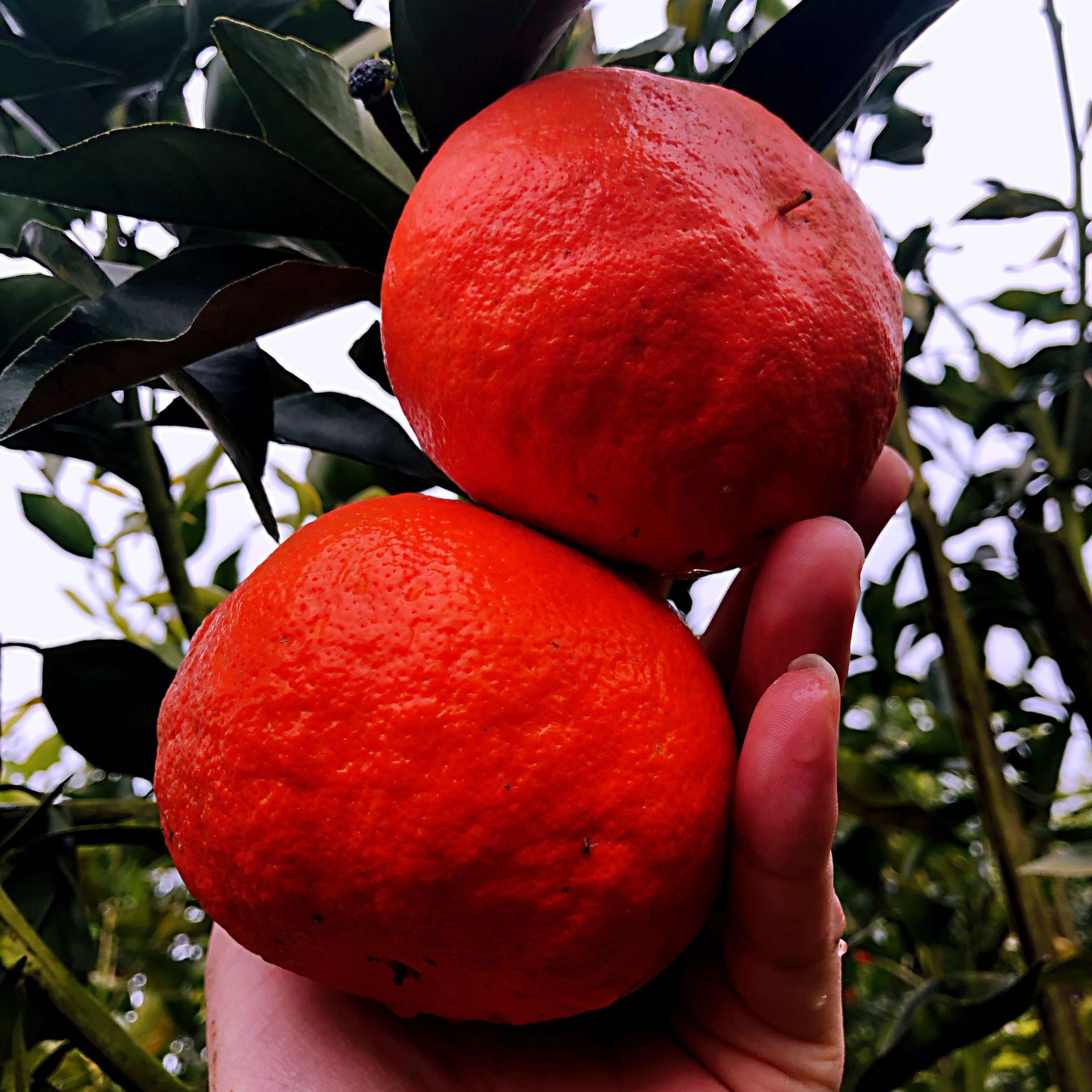 1 год рассада 5