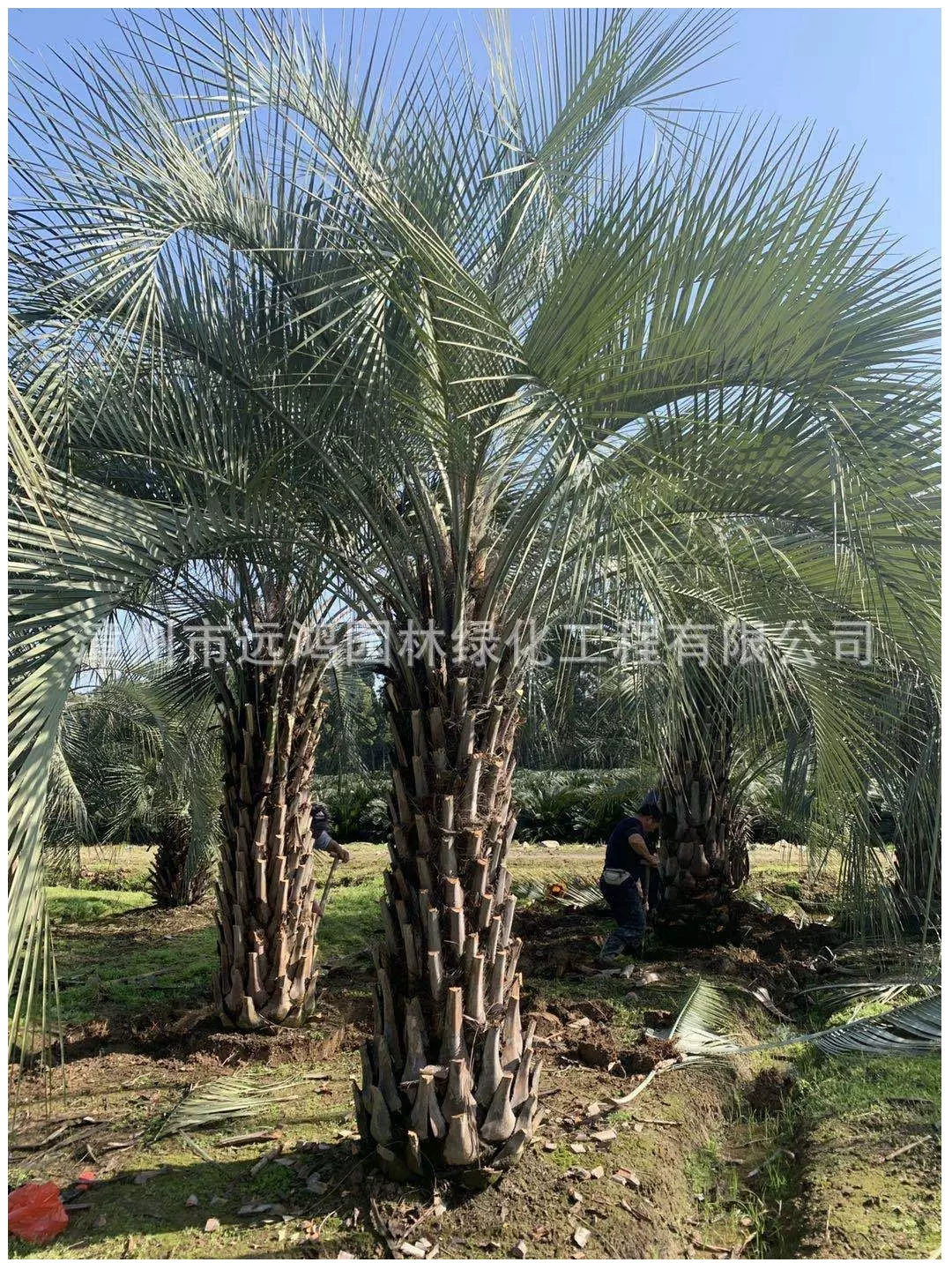 Саженцы в контейнерах с кокосом Budi, прямые цитаты от кокосовых фермеров Budi в провинции Фуцзянь, добро пожаловать на консультацию