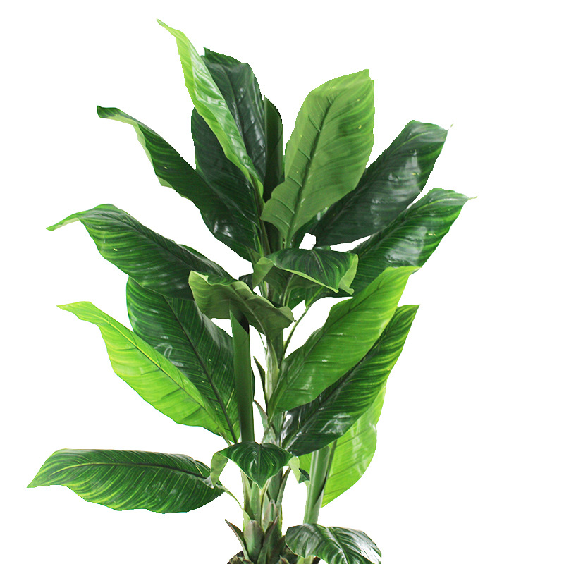 XRS-147盆栽三杆美人蕉 (1).jpg