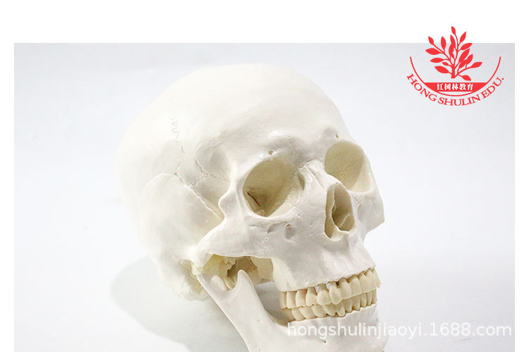 4 正常头骨纯白.jpg