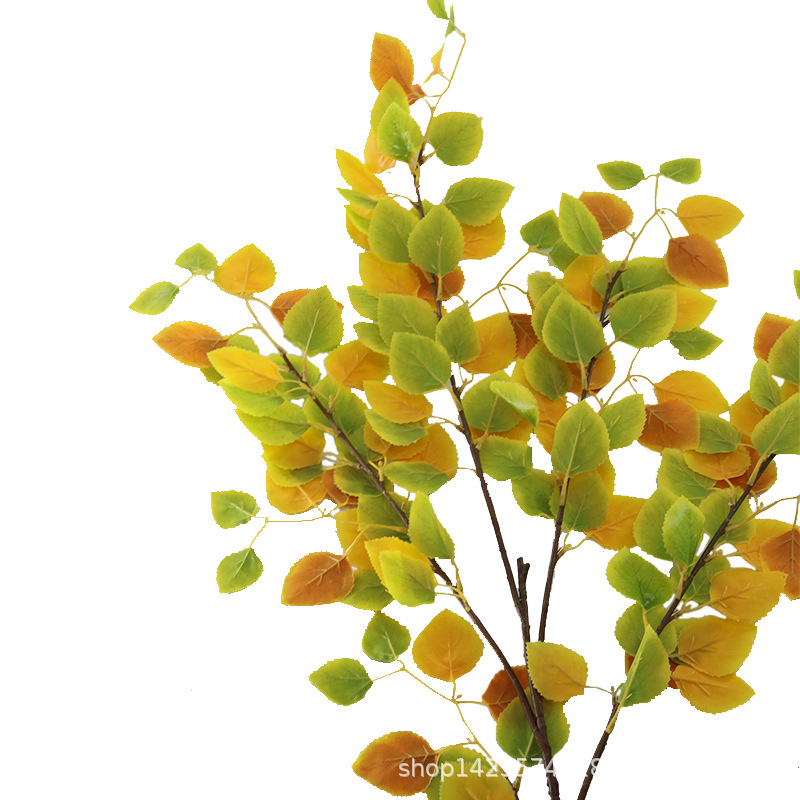 XRB-023 红皮白桦四枝杈 (6).jpg