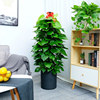 Large -leaf green dill pillar room large potted living room Green potted plant purification air office flower