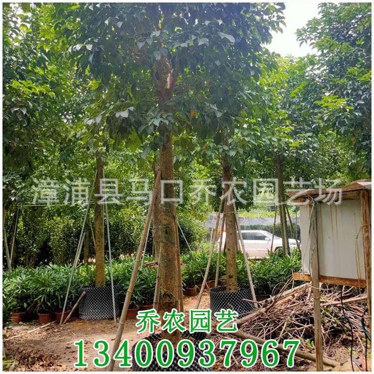 秋枫 重阳木 秋风子 红桐 茄冬 过冬梨福建基地直销 种苗花卉网