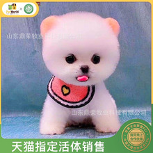 茶杯犬博美 茶杯犬博美品牌 图片 价格 茶杯犬博美批发 阿里巴巴