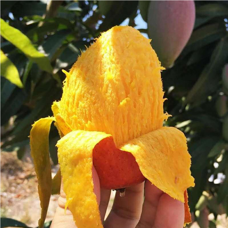 贵妃芒海南芒果10斤中大果新鲜水果整箱青应热带忙果一件代发批发