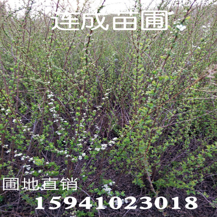 珍珠绣线菊雪柳绣线菊苗丛生珍珠秀线菊绿化灌木批发量大优 种苗花卉网