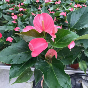 Base Direct Supply of Flower Plants Small Potted Plants to Purify the Air Home Flower Potted Plants 120 Pink Palms