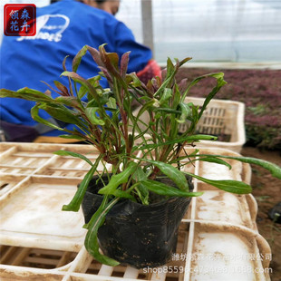 ����ɽ�Ҳ� �Iɭ���ܸ��N�޸��ر��ݻ� ɽ�Ҳ����l