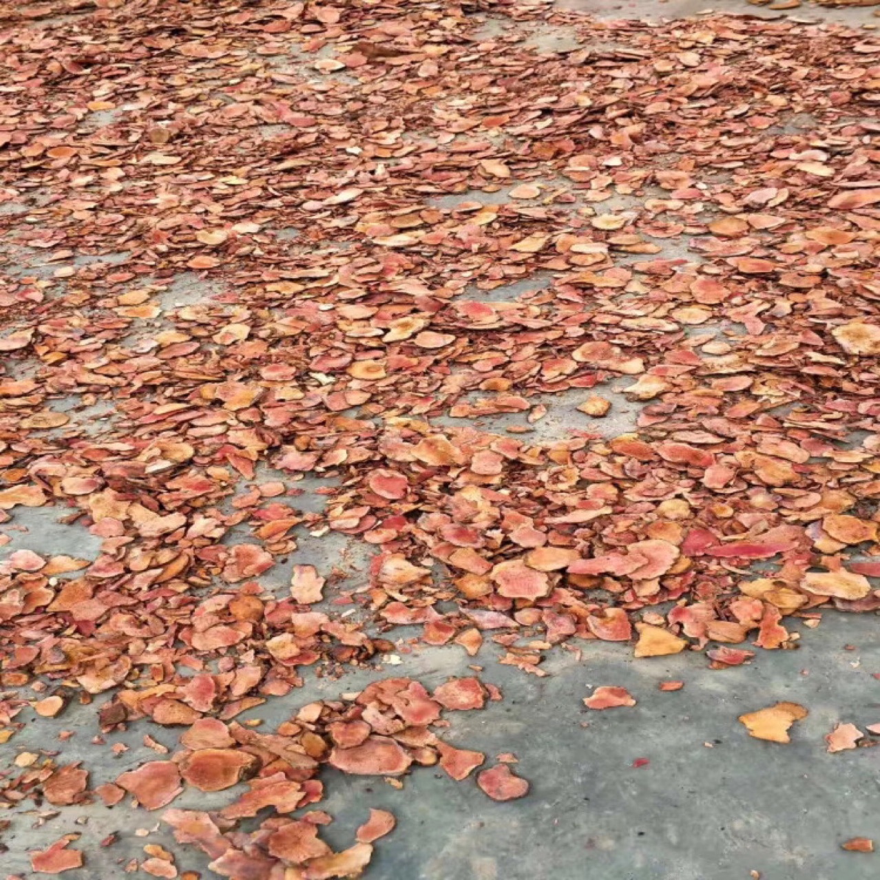 純無硫土伏苓
