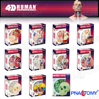 4D MASTER人体解剖模型益智DIY拼装科普玩具口腔彩色头骨皮肤肌肉|ru