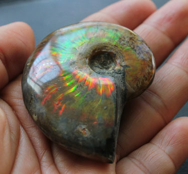Natural colorful snails to play with, colorful snail fossils to play with, handle pieces, good luster, ammonite fossils