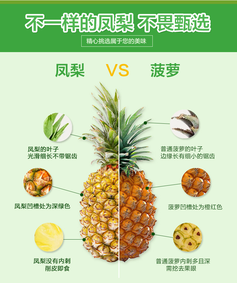 凤梨_04.jpg