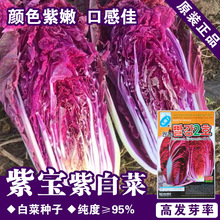 紫大白菜种子紫白菜籽蔬菜种子批发菜种菜籽种子公司