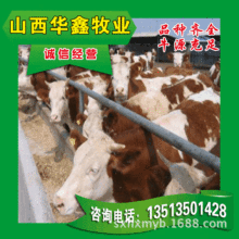 西門塔爾肉牛犢 雜交黃牛養殖技術資料 在線咨詢肉牛價格