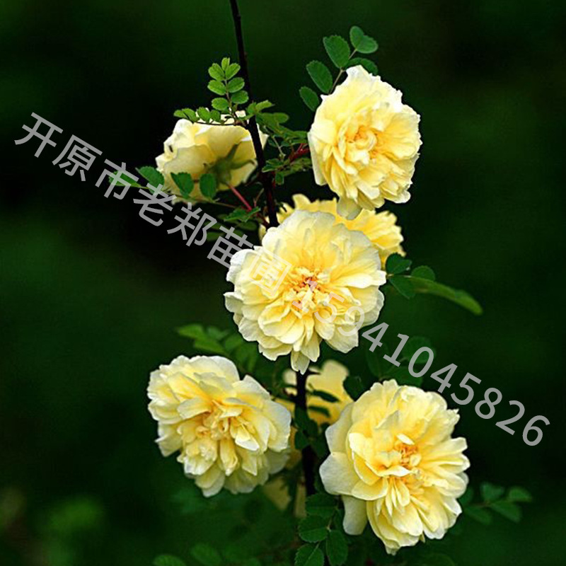 黄刺玫2024年供应丛生刺玫花灌木篱耐寒黄花玫瑰扦插小苗基地批发-阿里巴巴