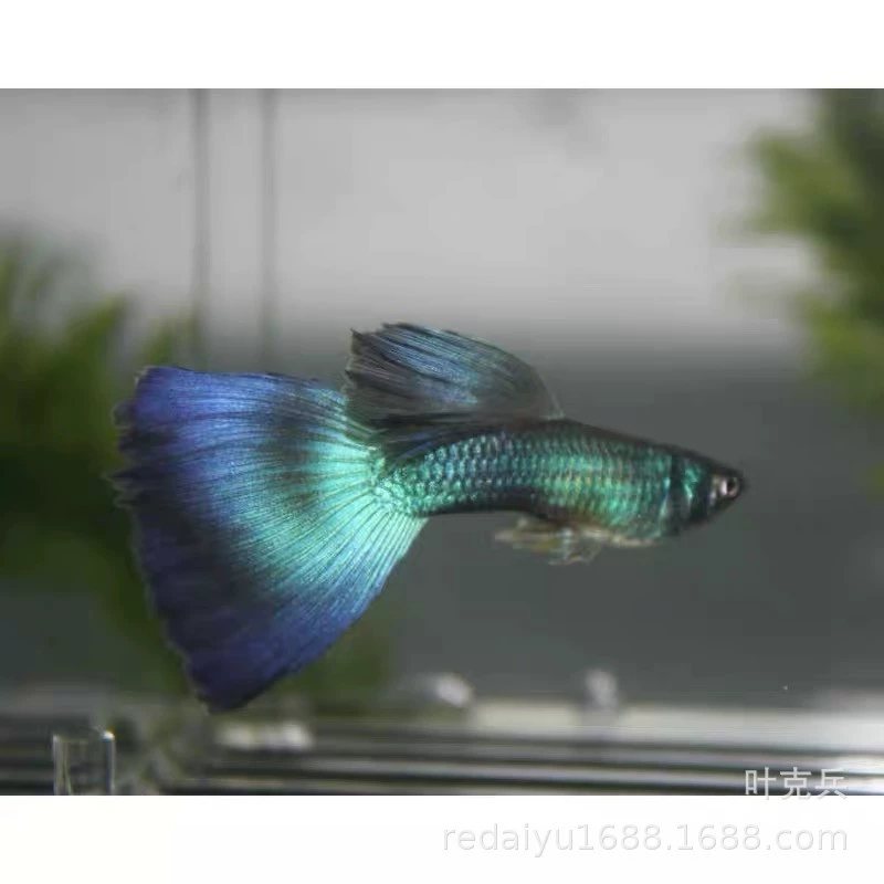 Ледяной синий Гуппи анчоус живородящие рыбы Тропические рыбы декоративные рыбы оптом Рыбная ферма прямые продажи