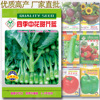 Four seasons, sweet mustard vegetable seeds, easy -to -mouth, kale vegetables, vegetable seed company factory direct wholesale