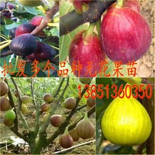 批发布兰瑞克无花果苗波姬红无花果树苗金傲芬无花果树日本紫果苗