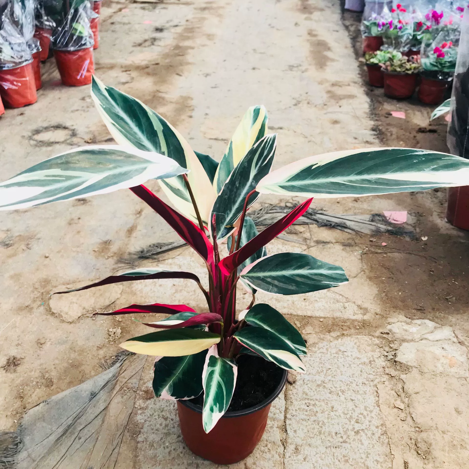 Теплицы продажи Зеленые цветы маленькая комнатная гостиная балкон стрелка зеленое растение