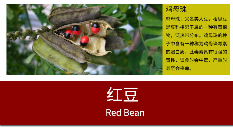 红豆_11.jpg