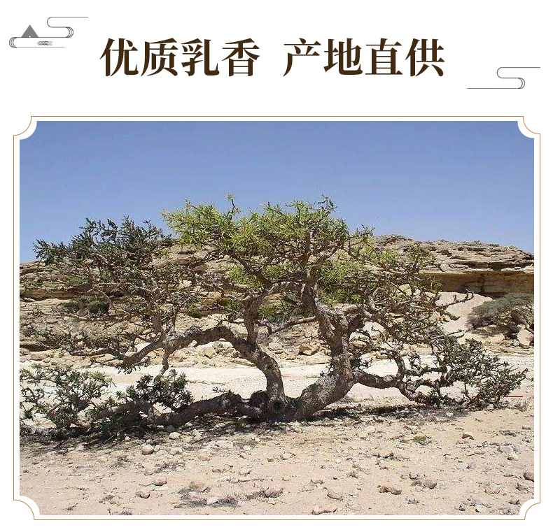Frankincense Resin Beads Ru Xiang 500g Dried Boswellia Gum Resin for Traditional Herbal Use key features