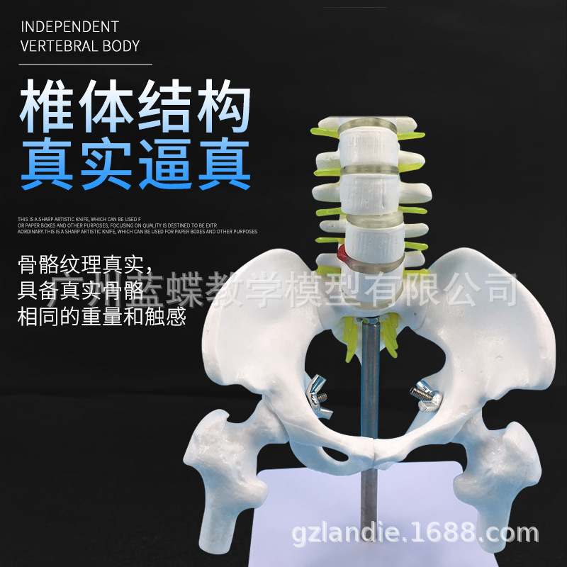 45立式脊柱带骨盆及股骨-主图4