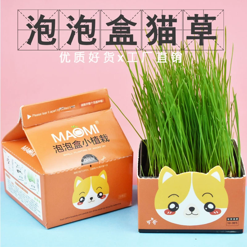 Бумажная Коробка Кошка Трава Молоко Коробка Кошка Трава Кошка Закуски Почва Пей Кошка Трава Удаление Волос Мяч