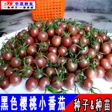 台灣小黑番茄黑珍珠種子紫色聖女果口感小西紅柿櫻桃番茄蔬菜種籽