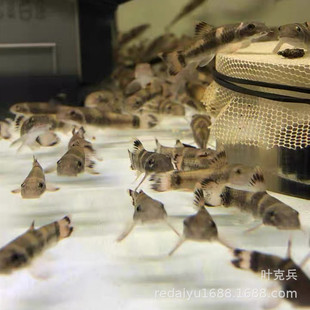 ���yС���` �ϻ�С���` �ݸ��~ ������� �Ꭷ�~�^�p�~�~��ֱ�N