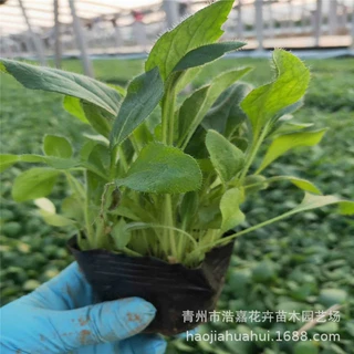 黑心菊 天人菊多芽盆栽 工程道路绿化 青州地被花卉
