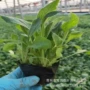 青州绿化道路盆栽天人菊