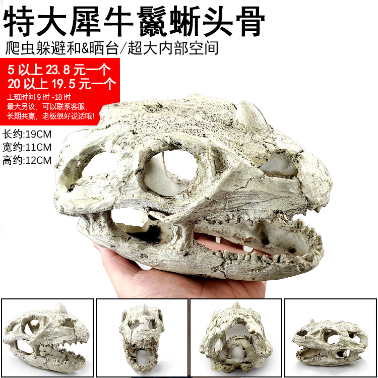 特大犀牛鬣蜥头骨