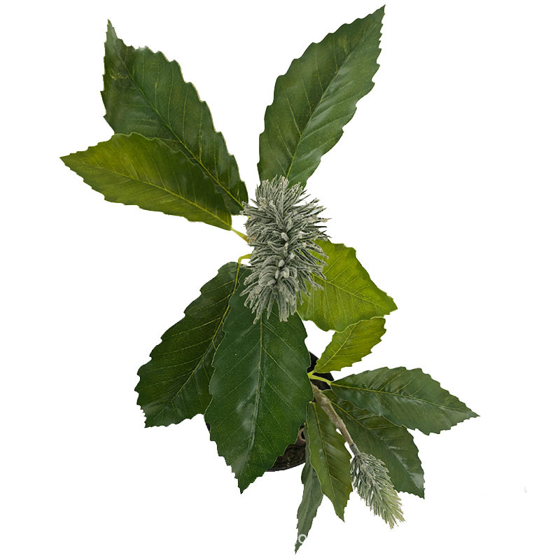 XRB-132 锯齿佛塔叶2.jpg