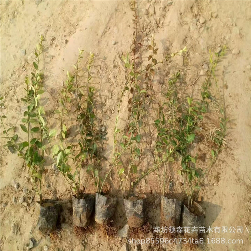 Листовка с цветущими кустарниками Защита склонов Фуфангтенг Озеленение Проект озеленения водно-болотных угодий Озеленение рассады горшечных растений