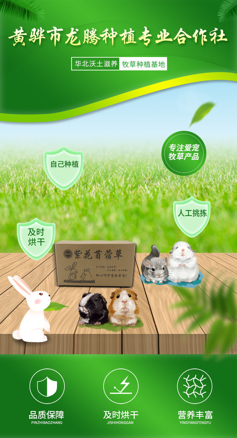 烘干紫花苜蓿草,紫花苜蓿,干牧草