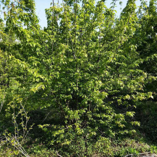 �������u��l�� ��3�� �ڷ�2.5�ײ�l�ʃr�� �@�ֹ��̾G������