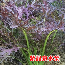 京水菜 京水菜品牌 图片 价格 京水菜批发 阿里巴巴
