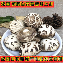 白花菇干貨3-4cm精選干香菇蘑菇冬菇河南泌陽直供500g散裝批發