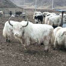 白氂牛多少錢一頭/ 白氂牛肉什么價格/ 活氂牛過毛重價格