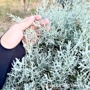 �S��؛Դ�ؘ���~�ɰ��^�p�{ɫ�����к��{�������Ͱ�ͥԺֲ���{ֲ