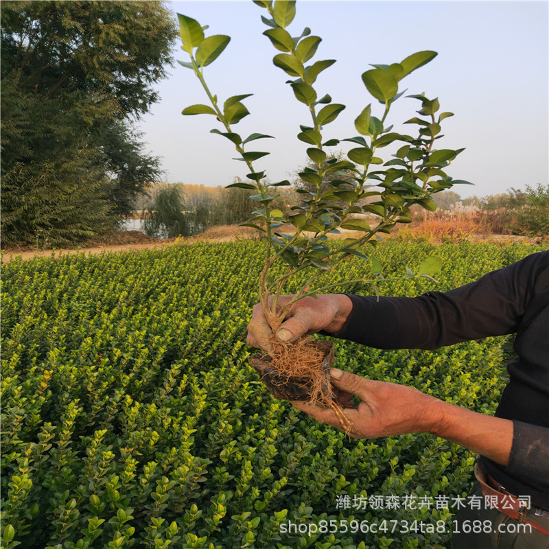 山东绿化苗木批发 卫矛绿篱 30-60公分规格全  从优