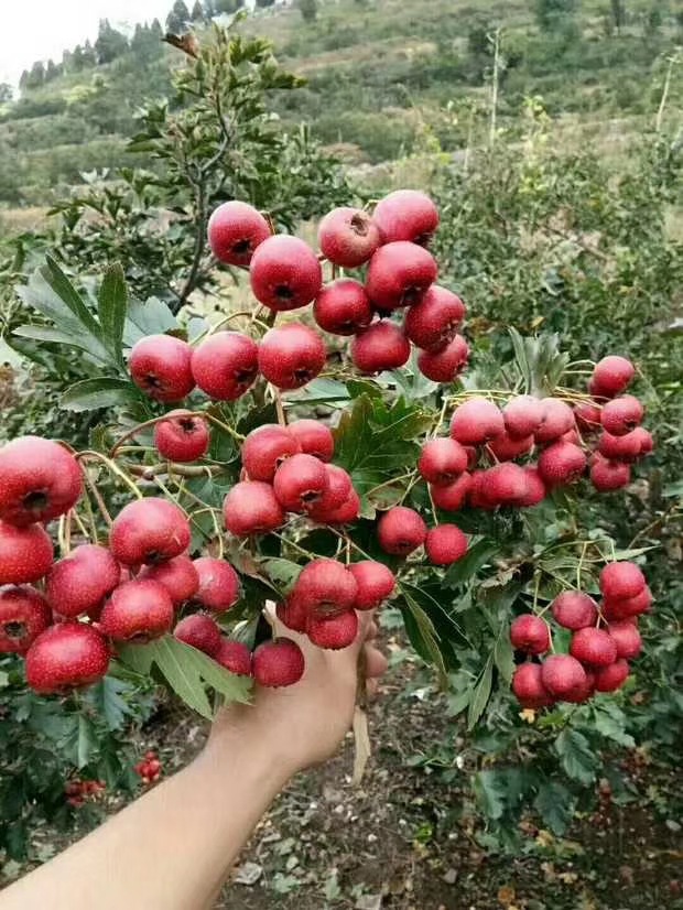 山东 食用农产品 山楂红子雪球恒温